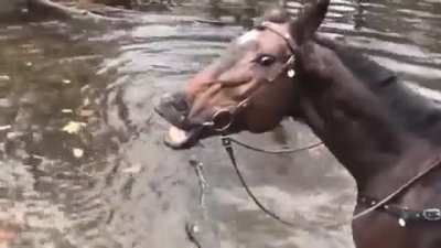 Horse Smiles and Farts