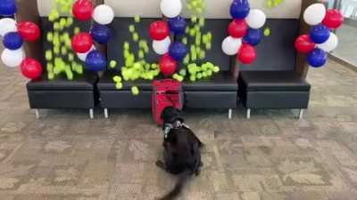 Explosive detection canine got surprised in his retirement party!