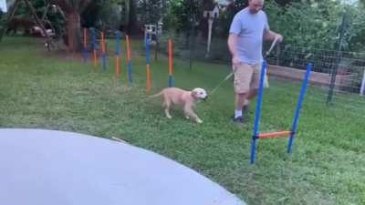 This pupper has 0% athletic skills, but he's still 100% good boy