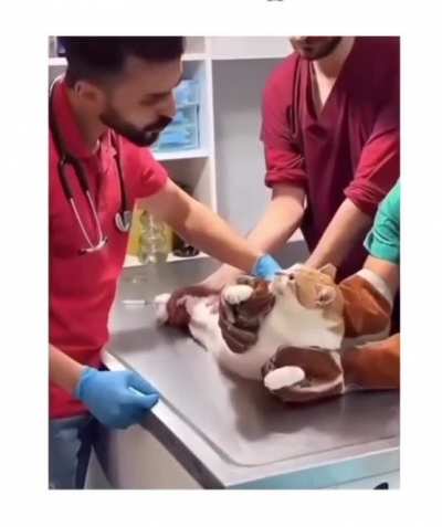 cat even tried to bargain