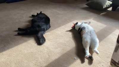 CatLife