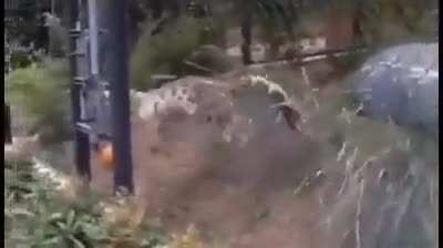 🔥 Big Cats are still Cats