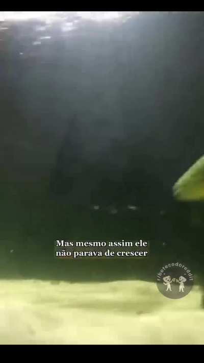 A hist&oacute;ria de Douglas, o dourado 