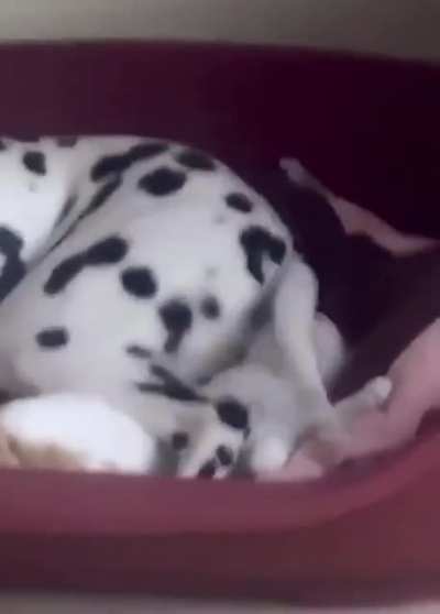 Котенок делит постель с собакой