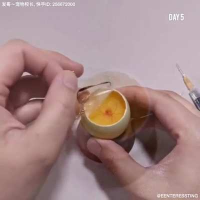 chicken being grown in the duck eggshell