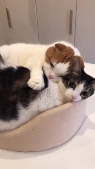 Making love and biscuits