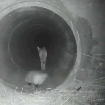 Coyote and a badger traveling together