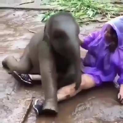 Cute Elephant