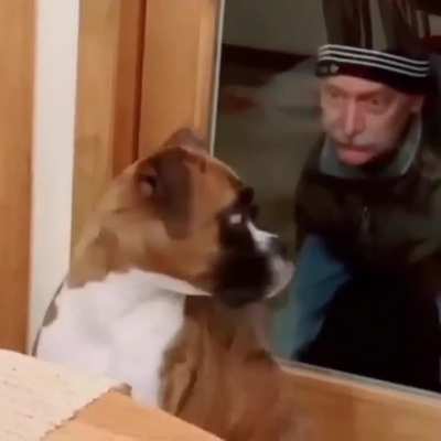 Poor doggo