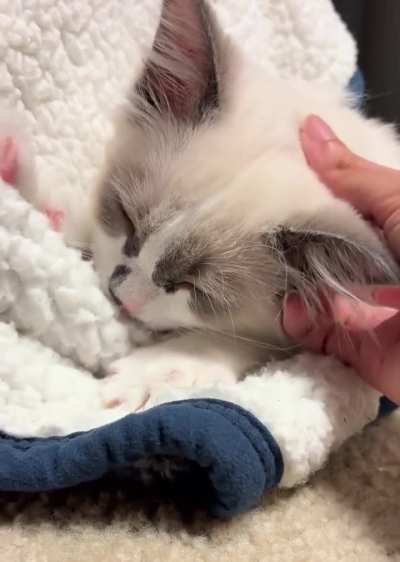 Loud suckling noises and purr from Doki