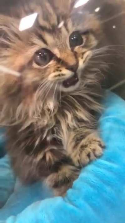 Котик