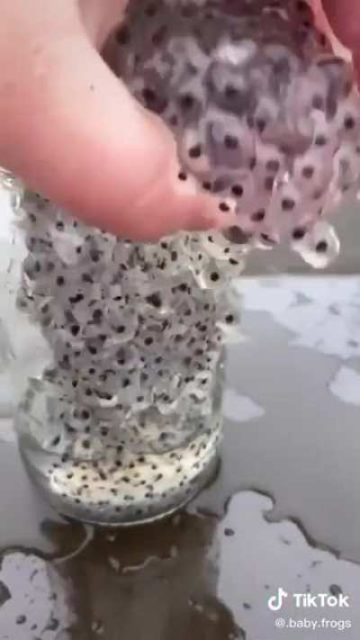 I&rsquo;ll never look at frogs the same way again