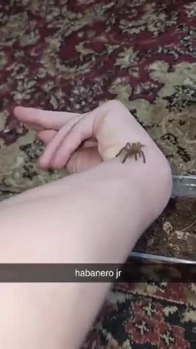 Handling my pet tarantula gone wrong