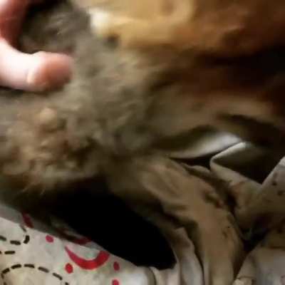 pet the fox kit