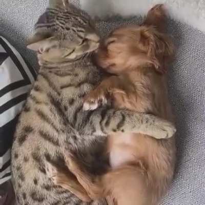 Fur Friends Forever