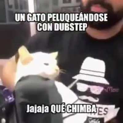Michi fachero