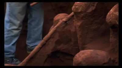 Massive ant city