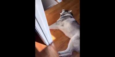 Who needs a Halloween sound box when you have a husky?