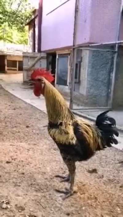 the mighty roar of the rooster