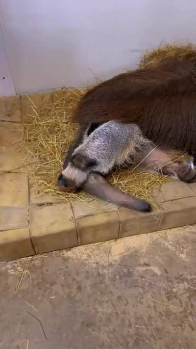 Not wanting to wake up in the morning seems te be the same no matter what species