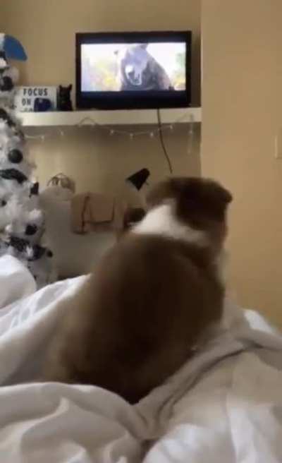 Puppy gets scared from bear on tv
