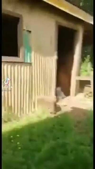Viene Carajo!