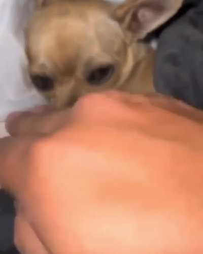 atheist pinscher