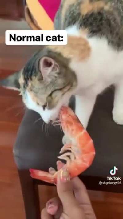 Feeding a cat shrimp
