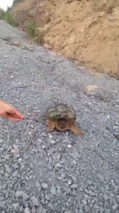 Ninja Turtle