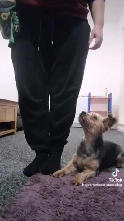 Training my assistance dog zorro 🐕🥰