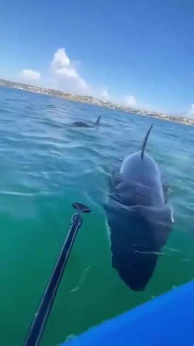 I honestly believe this is one of the biggest mysteries there is, Orcas are the most efficient predators on earth, yet they have never attacked us in the wild. They know something we don’t.