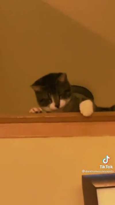 Cat receiver