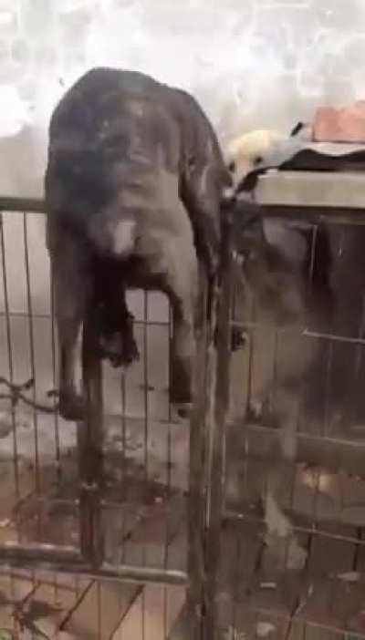 My friend sent me this earlier and I just feel bad for this dog