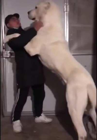 you're telling me that&rsquo;s not a polar bear