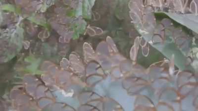 The world-famous glasswing butterflies.
