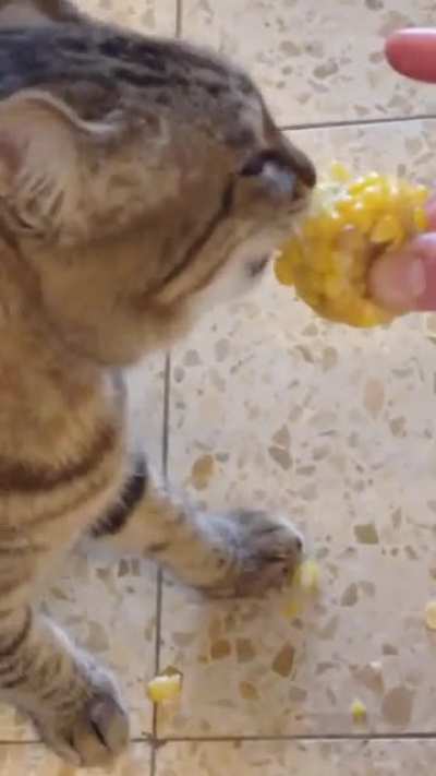 My cat devouring corn
