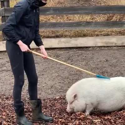 Stanley&rsquo;s a fan of the piggy scratching rake at Blackbird Ranch Sanctuary