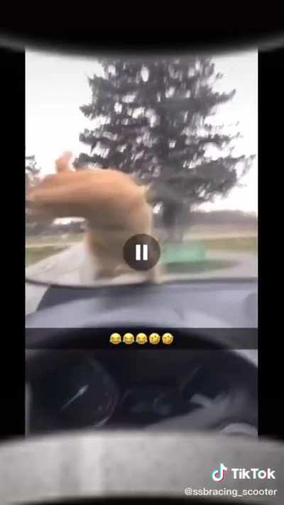 Poor cat