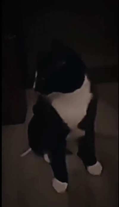 GigaCat