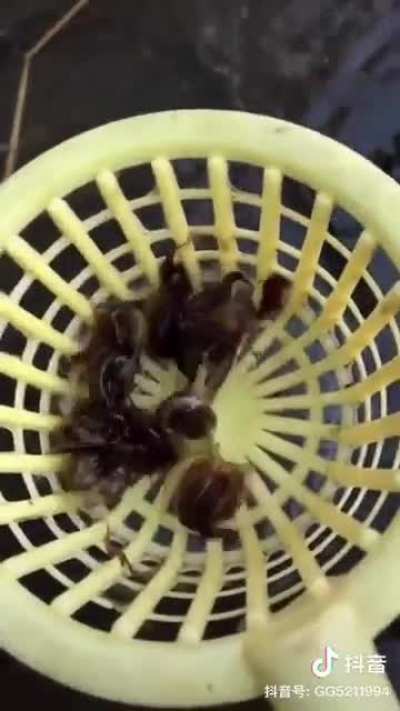Thanks I Hate Baby Horseshoe crabs swimming upside down
