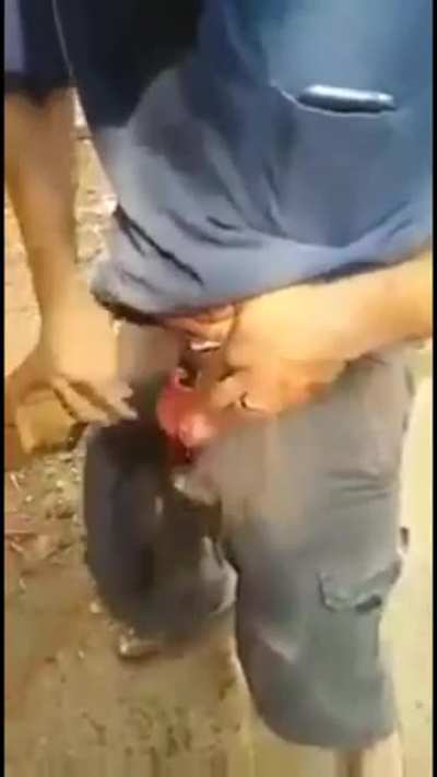 Testes expulsion