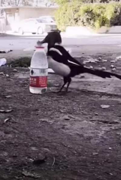 Corvids are known to be smart and good problen solvers.