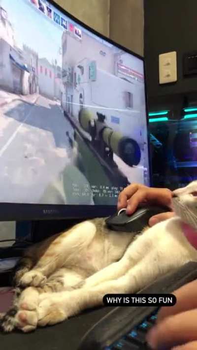 My cat refuses to leave her spot&hellip; most fun I had playing CSGO in years xd