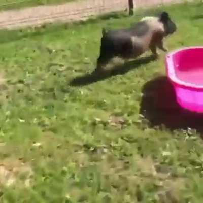 Some of the speediest zoomies you'll see