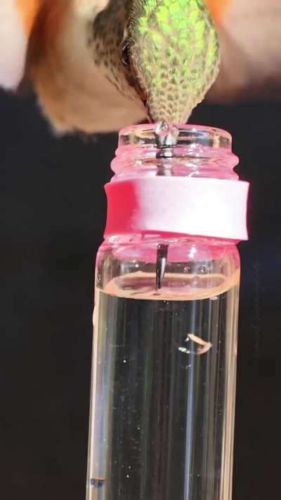 🔥 A hummingbird long forked tongue in action