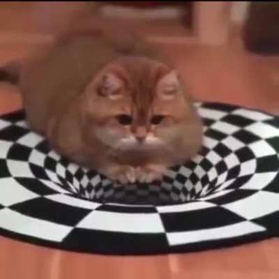 Cats don&rsquo;t care