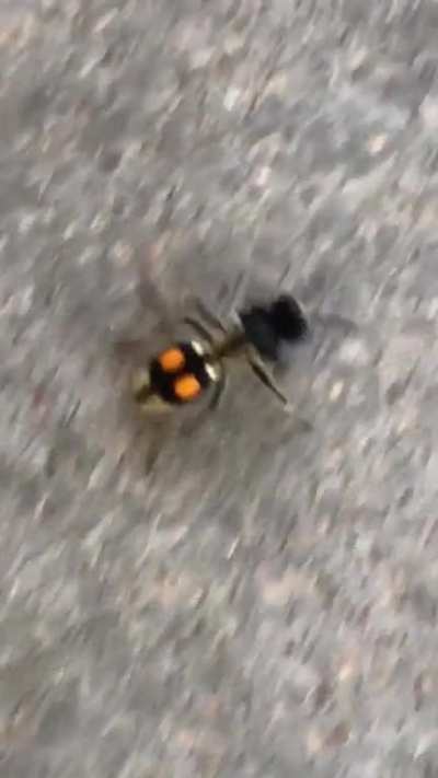 I asked you guys to identify this velvet-ant (that&rsquo;s actually a wasp) and I did notice that she was pretty fast so I made this video lol&hellip;..is it funny in real life or just in my head?