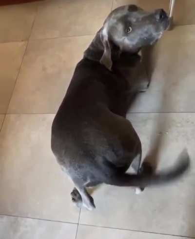 I need food mommy so here's my butt ( ͡&deg; ͜ʖ ͡&deg;)