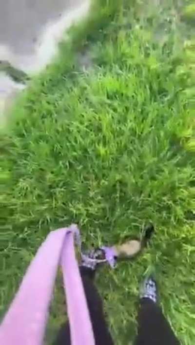 grasshopper