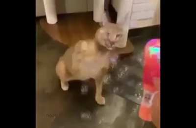 Floppa